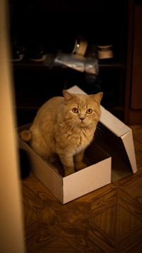 Orange cat in a shoe box