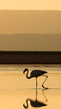 Bird Wallpaper