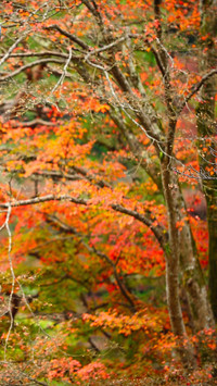 Autumn Scenery On Earth