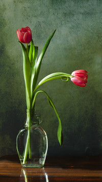 Elegance of tulips 4