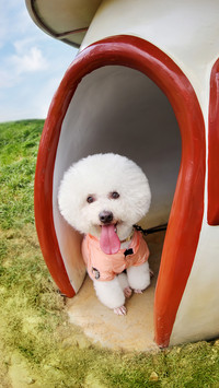 Things dogs dont like
