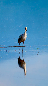 Bird Wallpaper