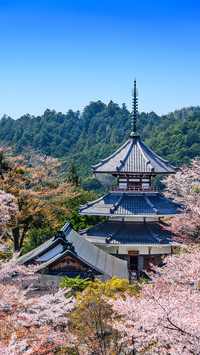 Spring cherry blossom-01