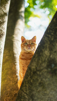 橘猫的双面人生