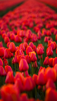 Magnificent flower fields