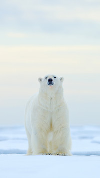 Polar Bear