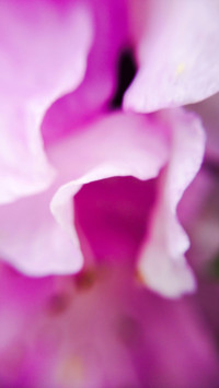 花瓣-视觉中国
