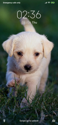Puppy - Outdooes_3MDS