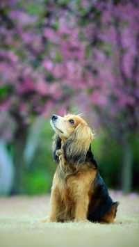 小机灵可卡犬
