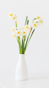 Daffodils in white vase on white background