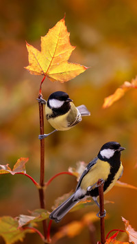 Natural Bliss, Sparrows Amidst Blurred Autumn Foliage