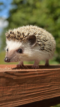 刺猬养成记