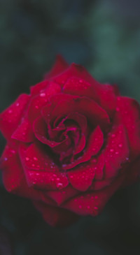 Romance (16)