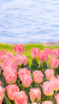 Life is ten thousand times of springtime and clear