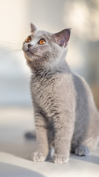 How to improve cat hair loss 01