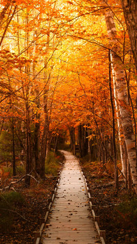 Autumn Forest Trail Boardwalk Fall Foliage