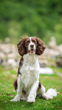A beginnerfriendly dog breed