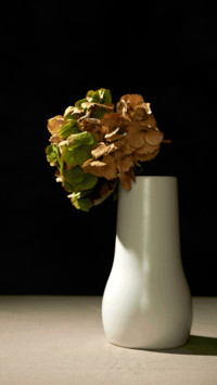 Still life of plants