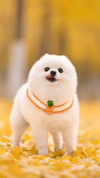养狗到底好不好