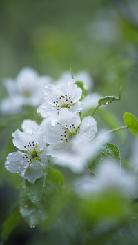 Dewy pear blossoms