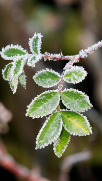 Winter plants