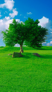 Green grass and blue sky