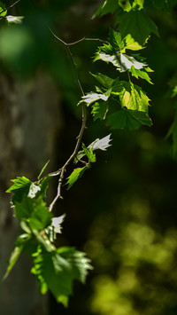A sparse shadow slants across a faint fragrance wafts