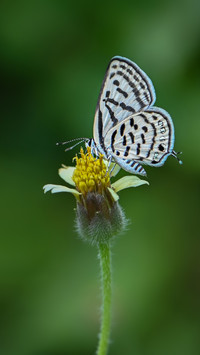 Butterfly by Rivu Gayen