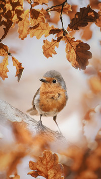 The superpower of a mockingbird