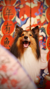 让狗狗告别晕车