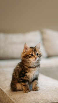 Portrait of a striped Kuril bobtail kitten on a cat post