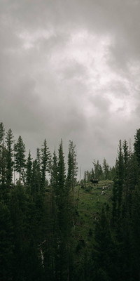 Cloudy Forest