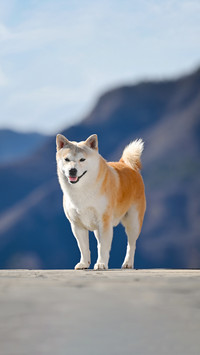 Scientifically guide children to keep pets