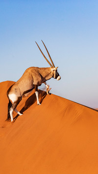 The south african oryx in the desert