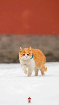 雪落故宫