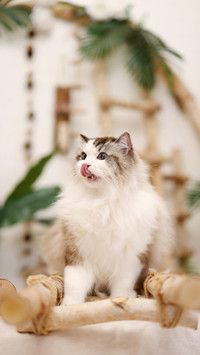 如何纠正猫咪挑食