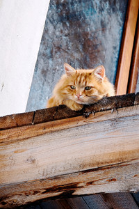 Orange cat.jpg