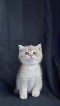 小奶猫刚到家怎么养