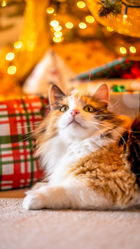 Funny Kitty Upturned Nose Under Christmas Tree Gifts Lights