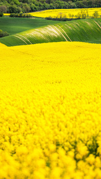 Wide fields