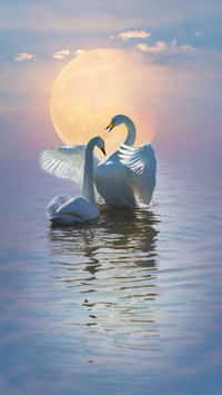 The Most Fantastic Swan Lake in China 3