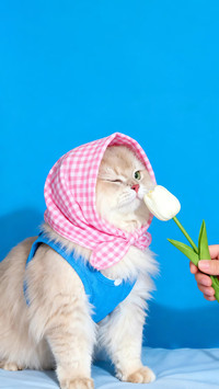 租房到底该不该养猫？