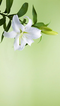 百合花