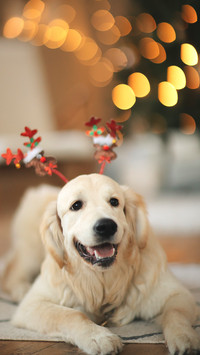 Golden Retriever in a house for New Year and Christmas