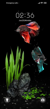 fighting fish