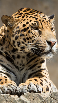 112258_1440x2560.jpg