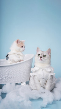 cat3