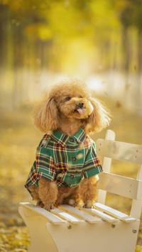 Dog greets you home with superpower 1