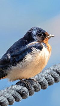 A bird perched on a rope