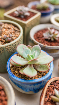 Key points for yearround maintenance of succulent plants 2